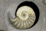 Ammonite (Asteroceras) Fossil - Glows When Backlit! #171258-1